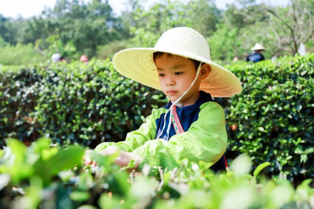 五一假期有安排了嗎？快來(lái)體驗采茶制茶品茶樂(lè )趣