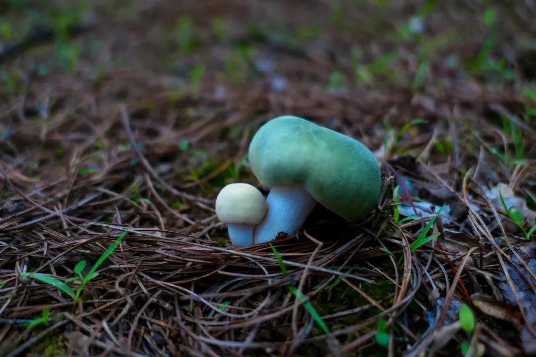 野生菌的N種吃法，沒(méi)有一朵jier能逃出云南人的餐桌